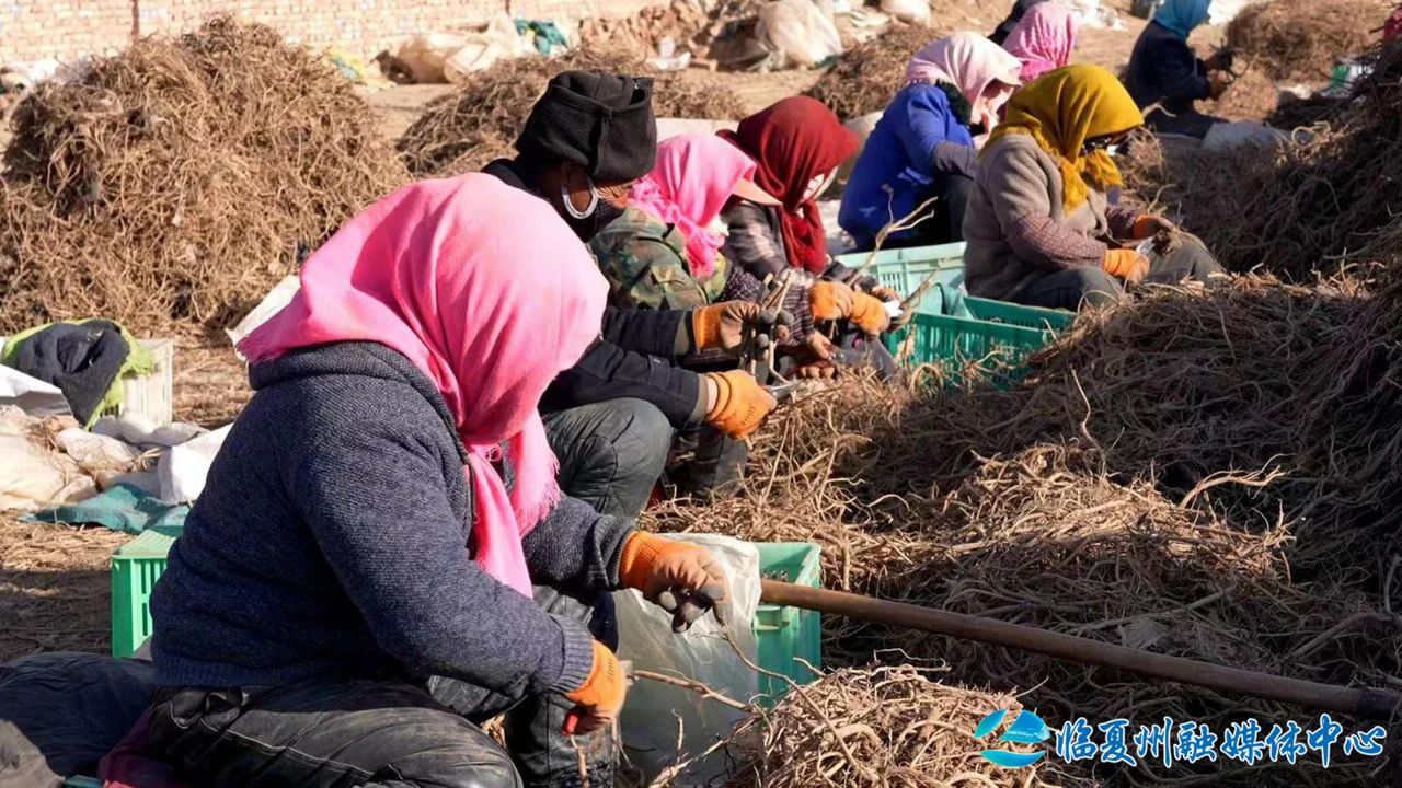 永靖县：中药材加工开出联农带农“致富方”